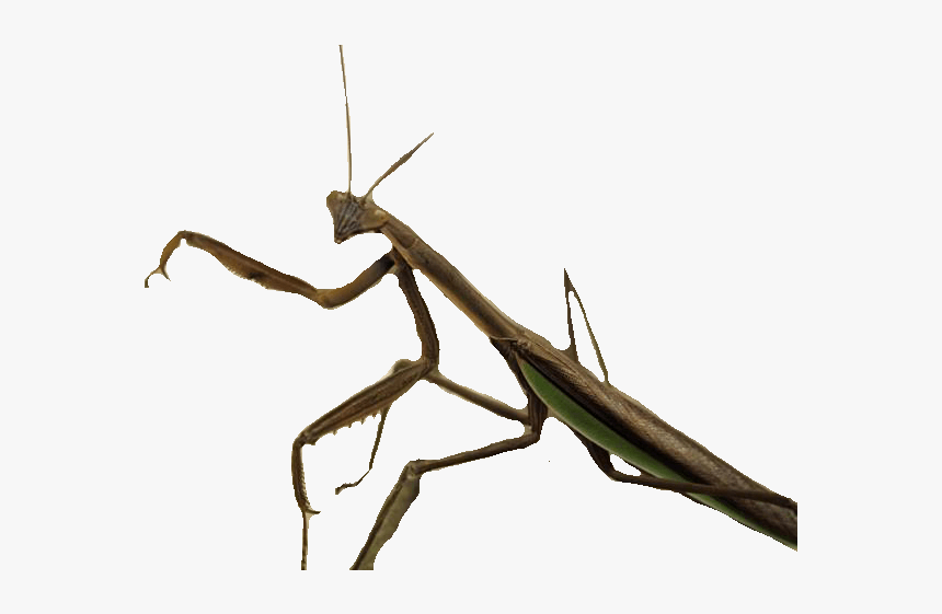 Standing Insect - Insecto Png, Transparent Png, Free Download