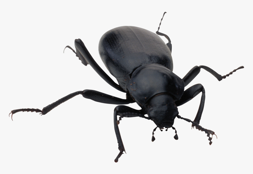 Bug Png Image - Bug Png, Transparent Png, Free Download