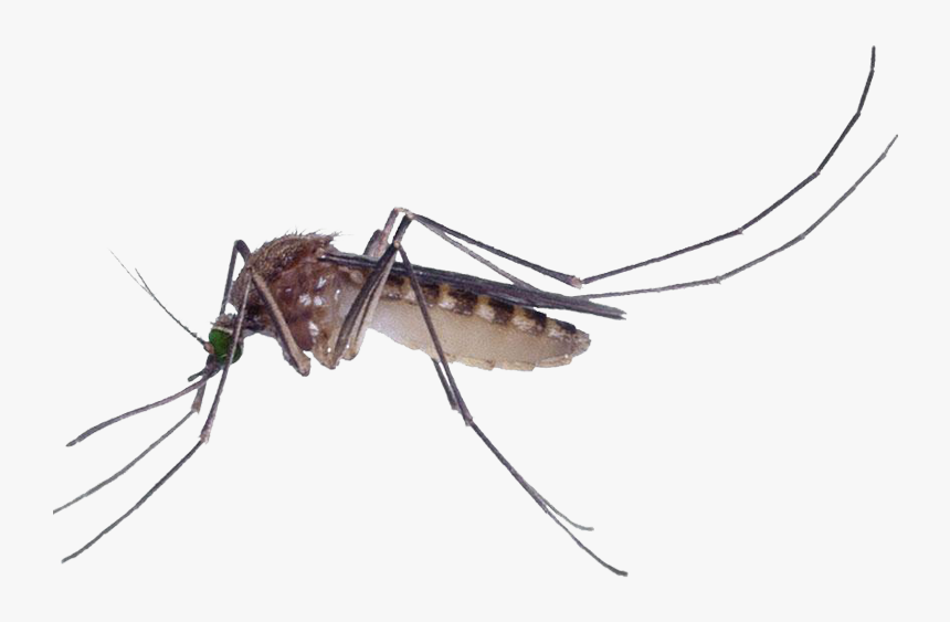 Marsh Mosquitoes Pest Control Culex Pipiens Fly - Mosquitoes Png, Transparent Png, Free Download