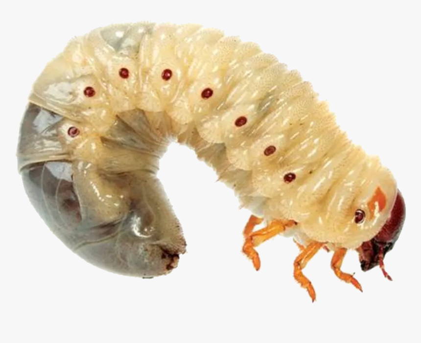 Maggot Png, Transparent Png, Free Download