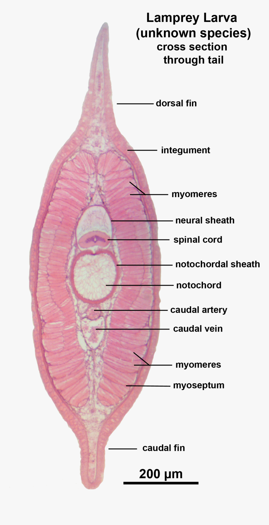 Lamprey Larva X Sect Tail Labelled - Lamprey Cross Section Labeled, HD ...