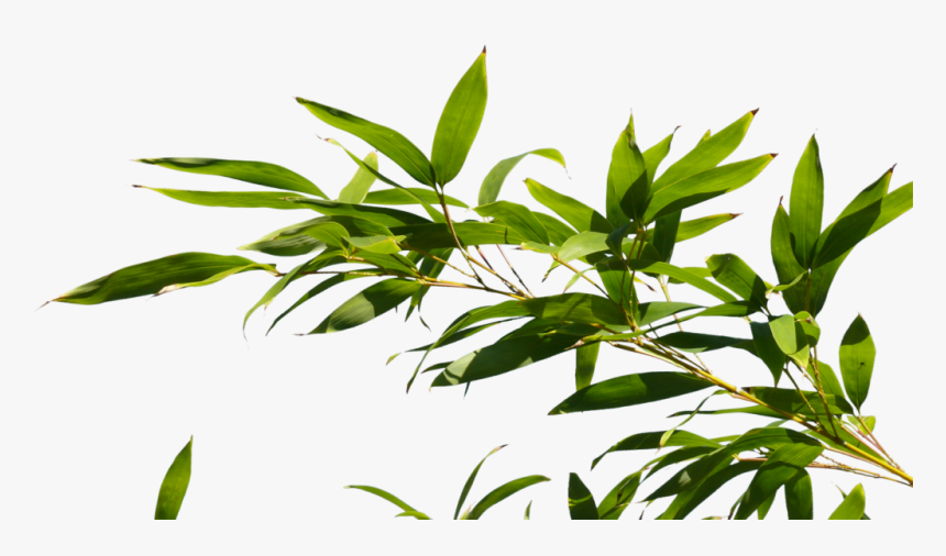 Bamboo Tree Top View Png, Transparent Png, Free Download