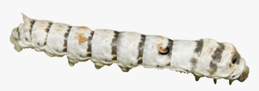 Zebra Silkworm - Silkworm Transparent, HD Png Download, Free Download