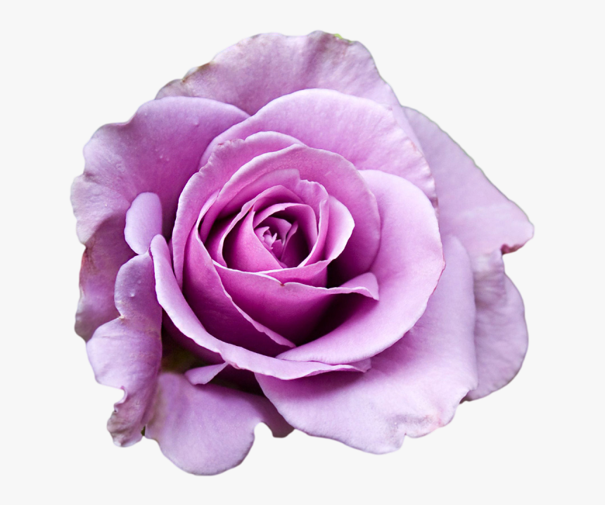 Flower Png Tumblr Flowers - Theta Nu Xi, Transparent Png, Free Download