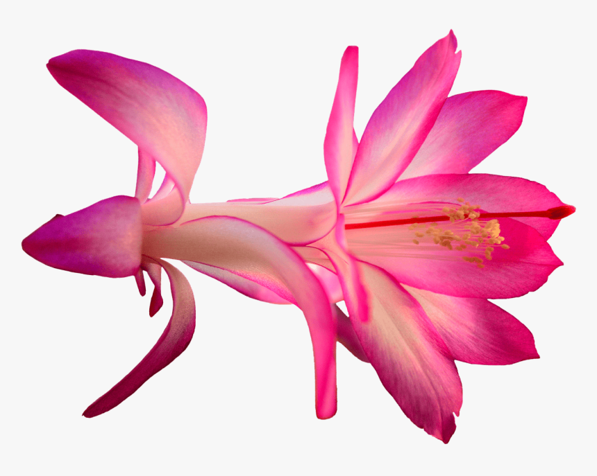 Exotic Pink Flower - Hd Cactus Flower Transparent Png, Png Download, Free Download