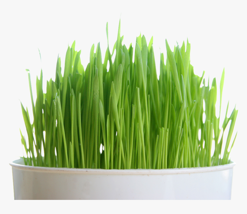 Wheat Grass Png - Wheat Grass Cat Grass, Transparent Png, Free Download