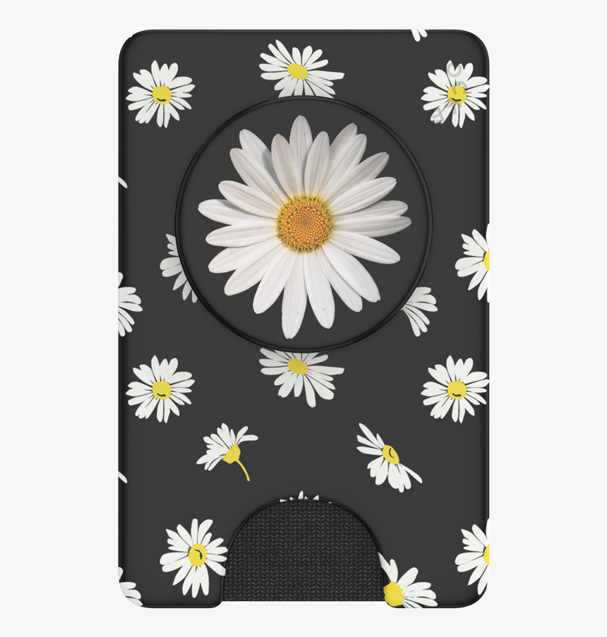 Daisy On Black Background, HD Png Download, Free Download