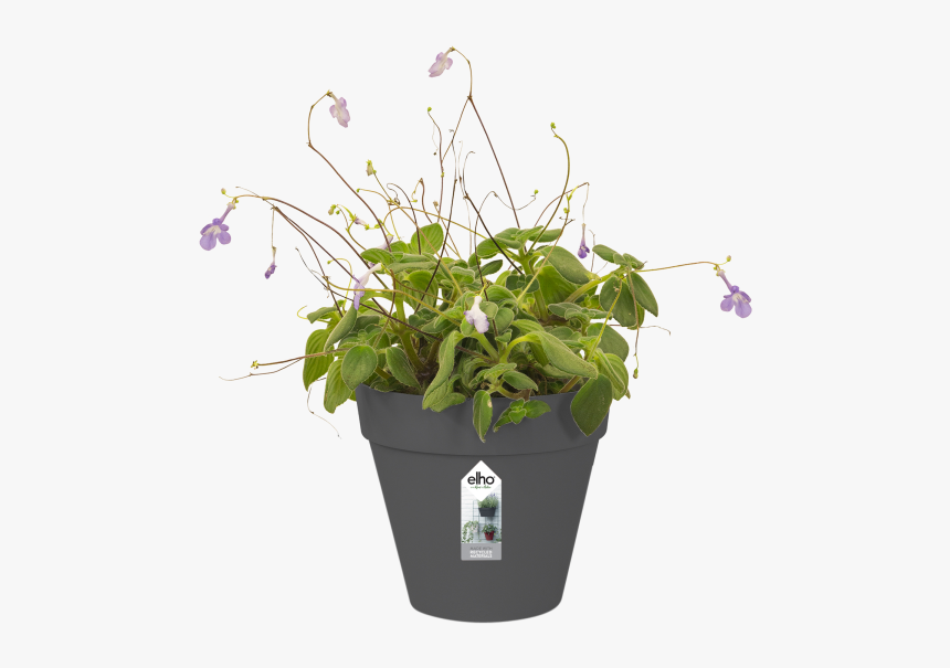 Flowerpot, HD Png Download, Free Download