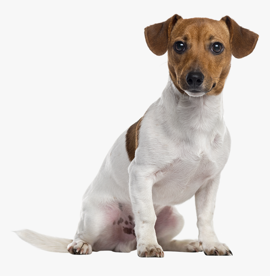 Dog Breed Jack Russell Terrier , Png Download - Jack Russell Terrier Transparent, Png Download, Free Download