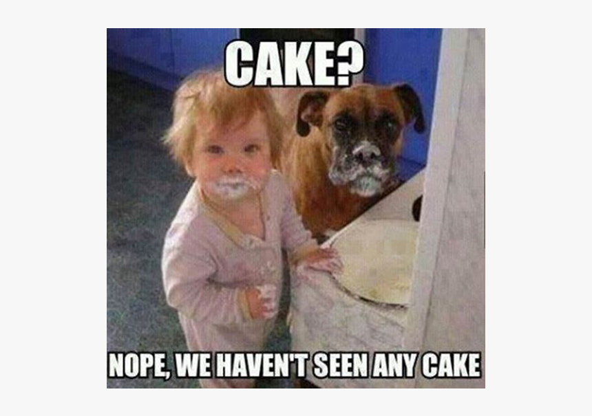 We Havent Seen Any Cake, HD Png Download, Free Download