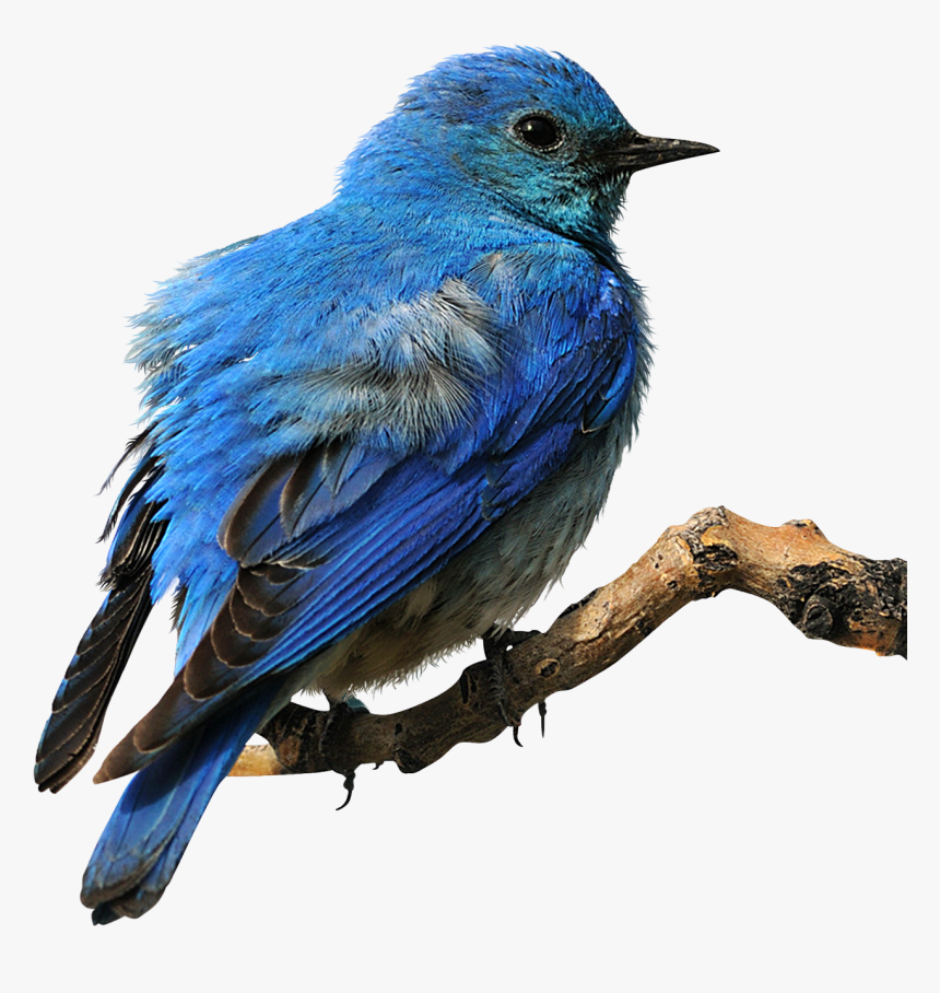 Eastern Bluebird Clip Art - Eastern Bluebird Transparent Background, HD Png Download, Free Download