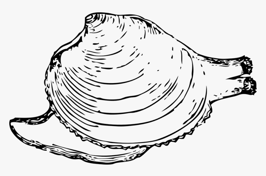 Mollusk Clipart Black And White, HD Png Download, Free Download