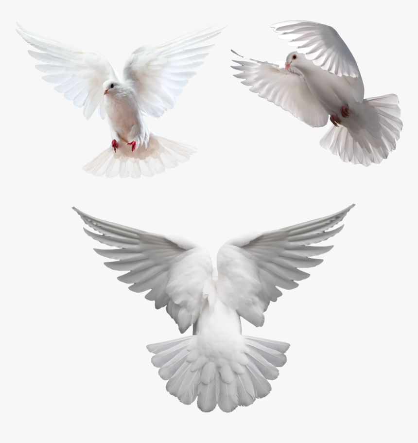 Columbidae Computer Icons Clip Art - Wings Dove Png, Transparent Png, Free Download