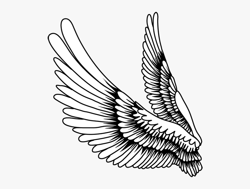 Wing feather. Крыло птицы. Крылья рисунок. Крылья контур. Крылья нарисованные.