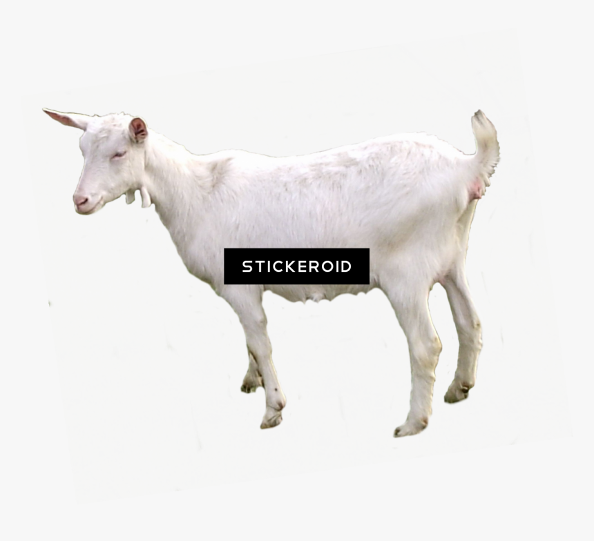 Portable Network Graphics , Png Download - Goat Transparent, Png Download, Free Download