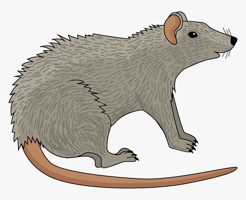 Rat Clipart - Punxsutawney Phil, HD Png Download, Free Download