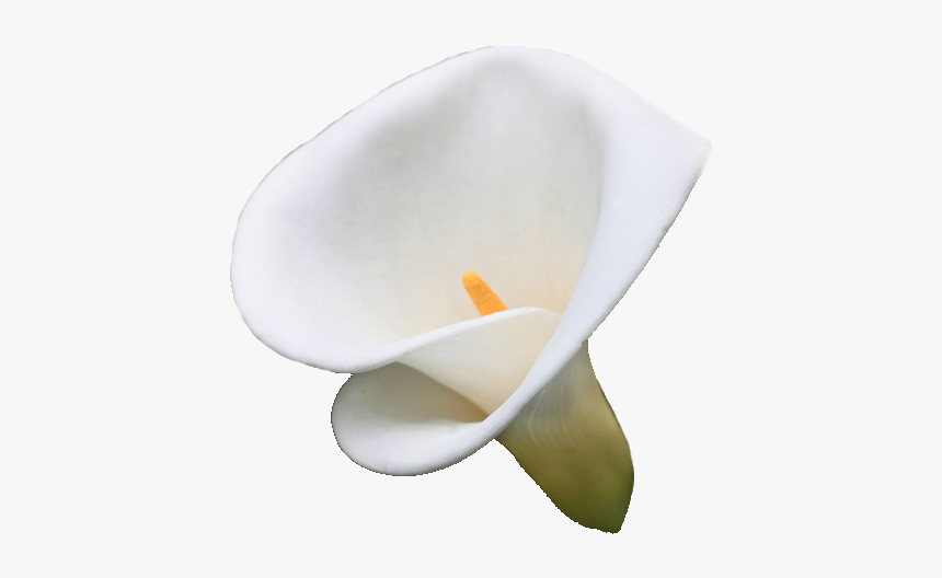 Also Known As Zantedeschia Aethiopica - Arum, HD Png Download, Free Download