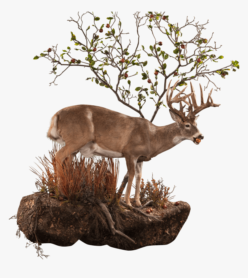 Whitetail Deer At Tree Taxidermy Moutn, HD Png Download, Free Download