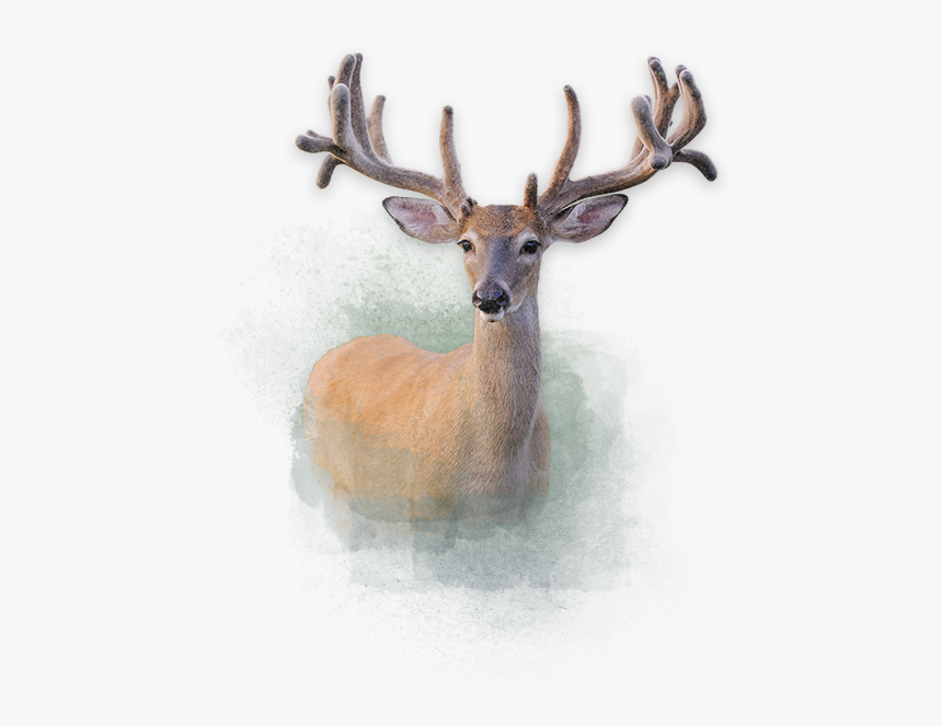 Deer - Elk, HD Png Download, Free Download