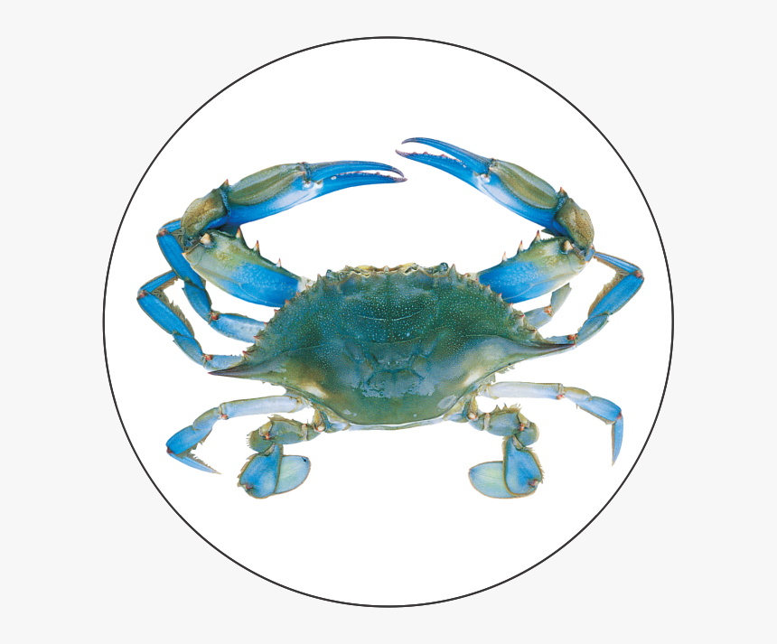 Blue Crab Png - Crab Bib, Transparent Png, Free Download