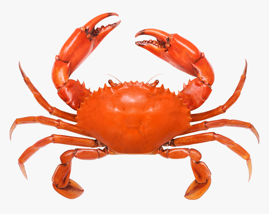 Crab Legs White Background, HD Png Download, Free Download