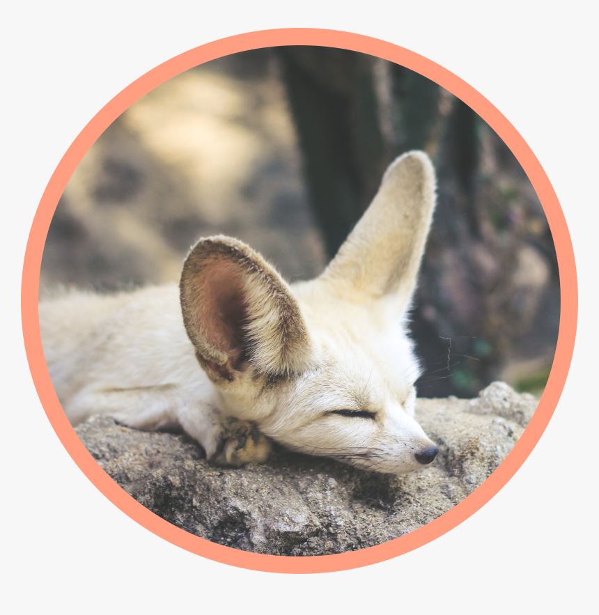 #fennecfox #freetoedit - Fennec Fox, HD Png Download, Free Download