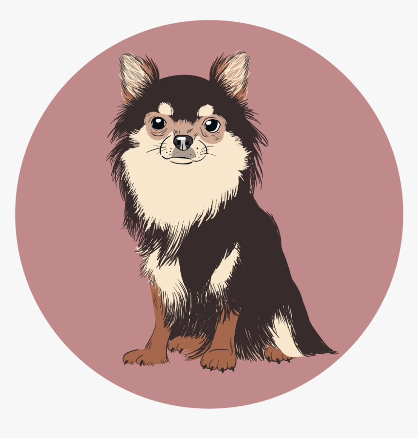 Pomeranian, HD Png Download, Free Download