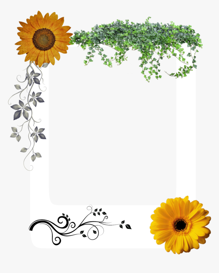 #stiker #png #flower @alaska Walk - African Daisy, Transparent Png, Free Download