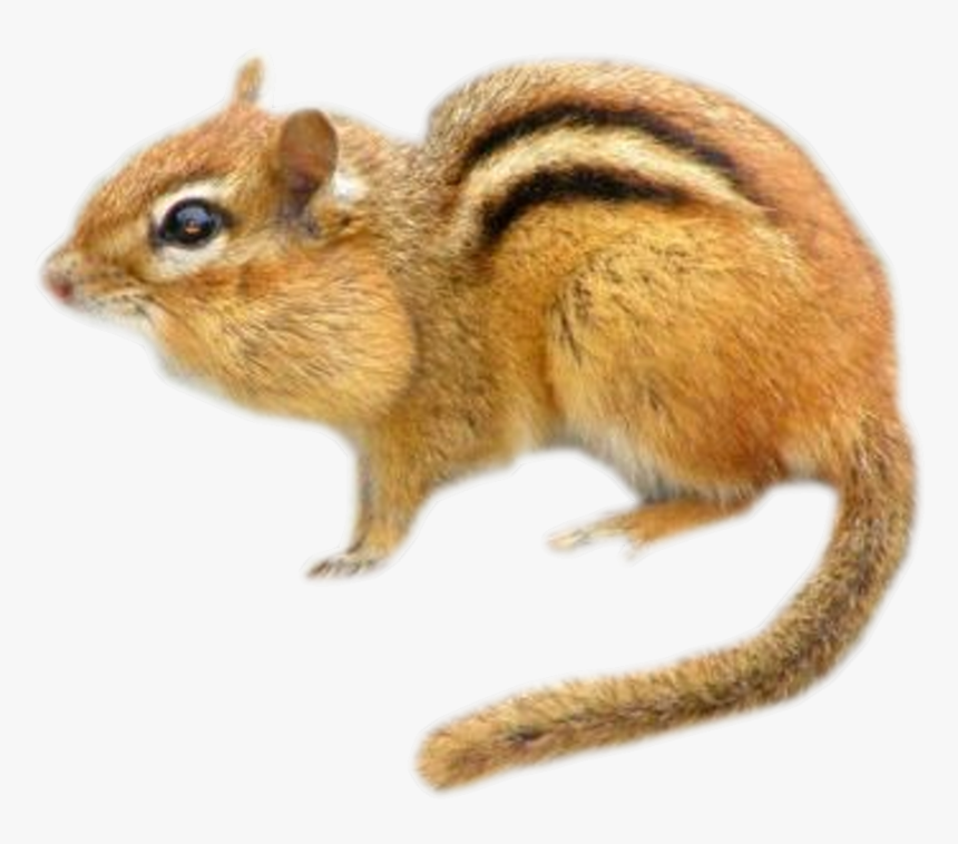 Eastern Chipmunk, HD Png Download, Free Download