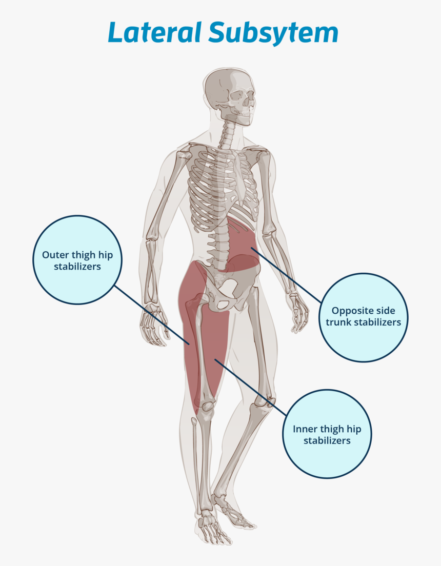 Lateral Subsystems Anatomy - Human Body, HD Png Download, Free Download