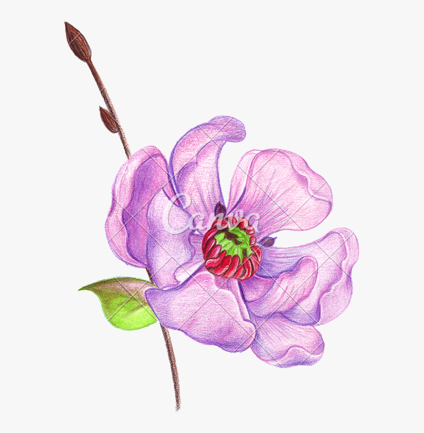 Transparent Colored Pencils Png - Cherry Blossom Colored Pencil Drawing, Png Download, Free Download