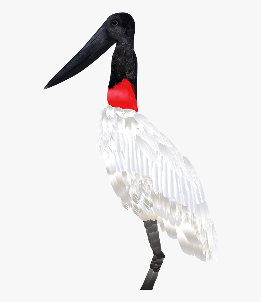 Jabiru, HD Png Download, Free Download