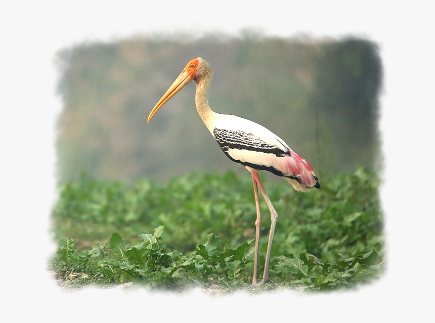 Painted Stork - Shorebird, HD Png Download, Free Download