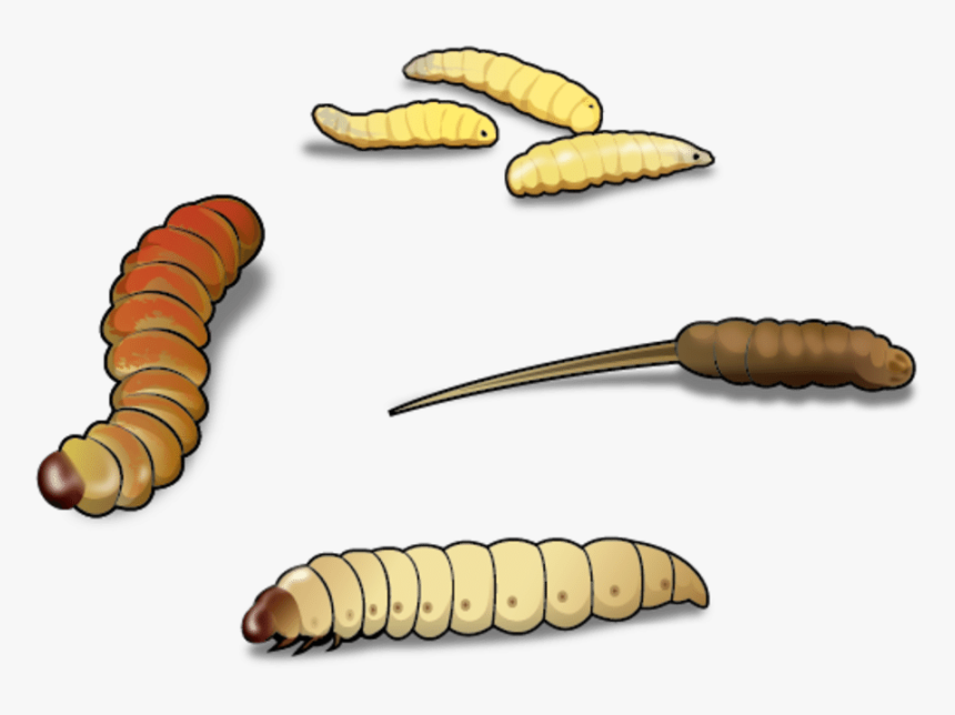 Four Best Worms For Ice Fishing And - Mealworm Clipart, HD Png Download, Free Download