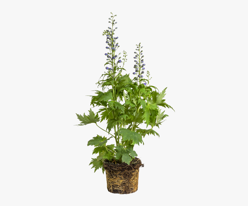 Candle Larkspur - Houseplant, HD Png Download, Free Download