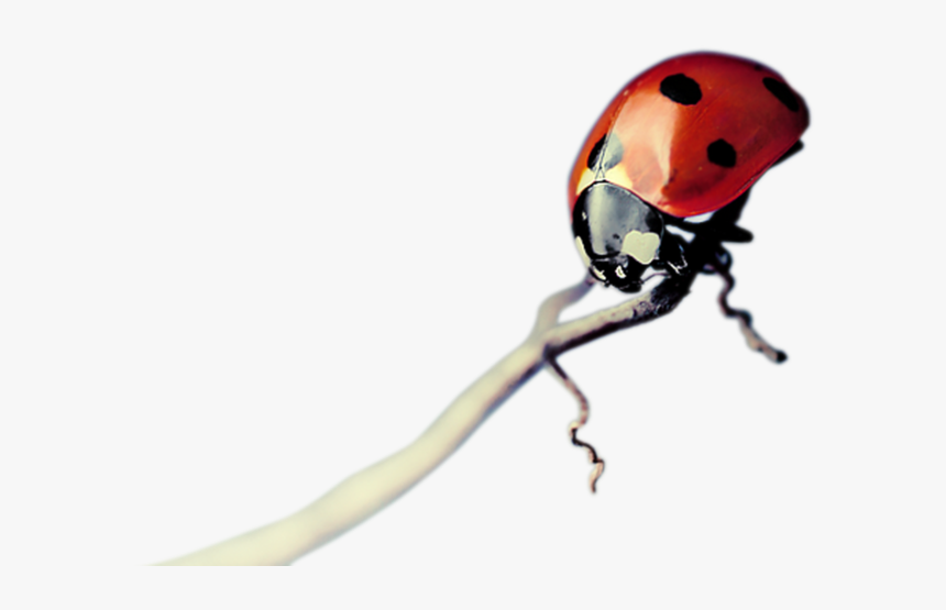 Red Insects Png 2015 By Mano - Ladybug, Transparent Png, Free Download