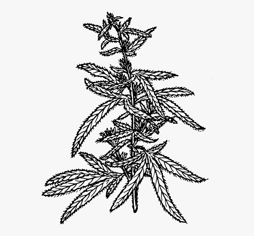 Cannabis Plant Drawing Png, Transparent Png, Free Download