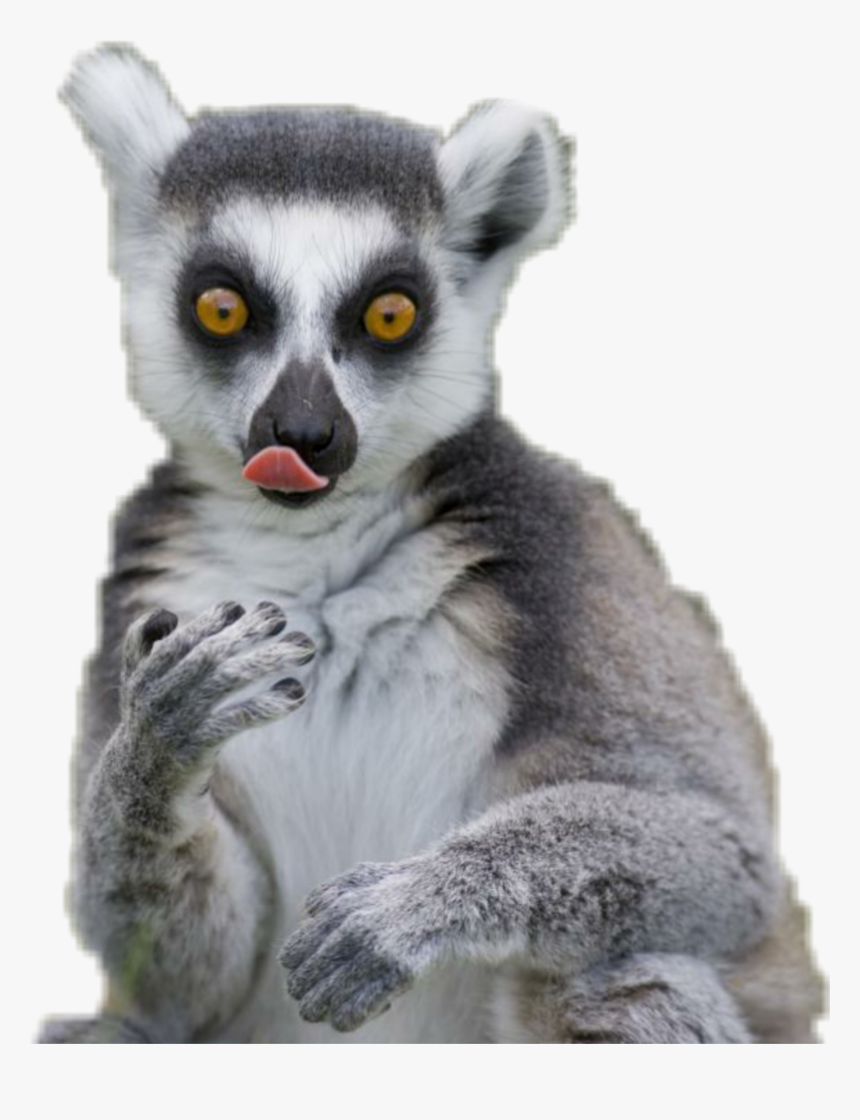 #lemur - Madagascar Cat, HD Png Download, Free Download