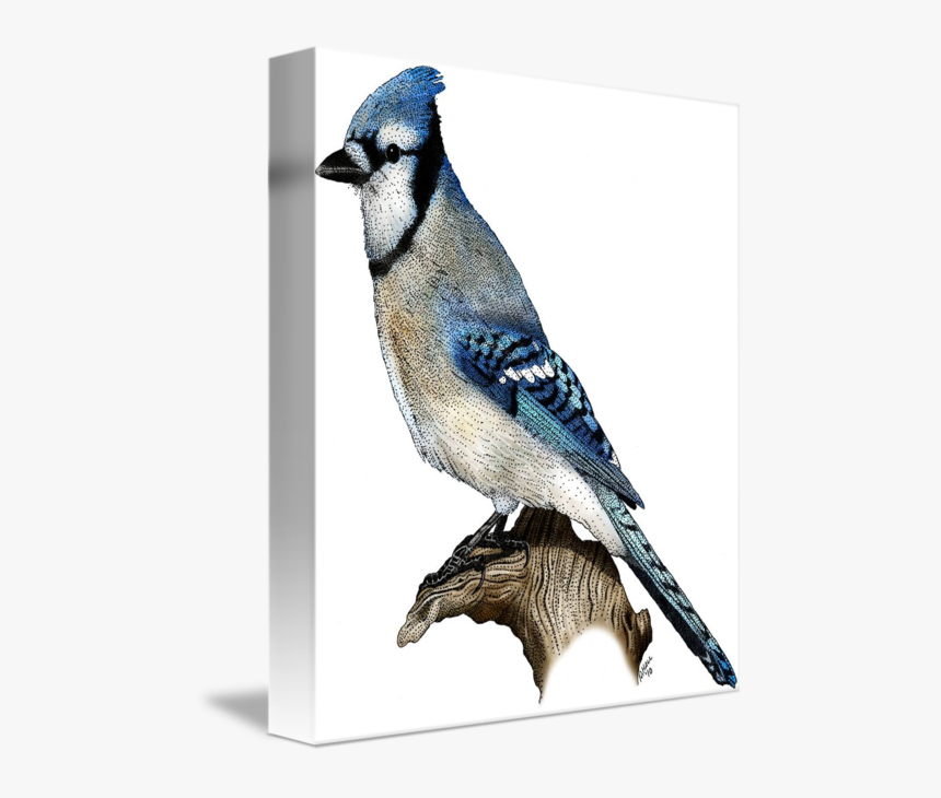 Blue Jay By Roger - Blue Jay, HD Png Download, Free Download