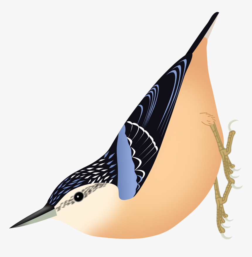 Sitta Formosa Png - Eurasian Nuthatch, Transparent Png, Free Download