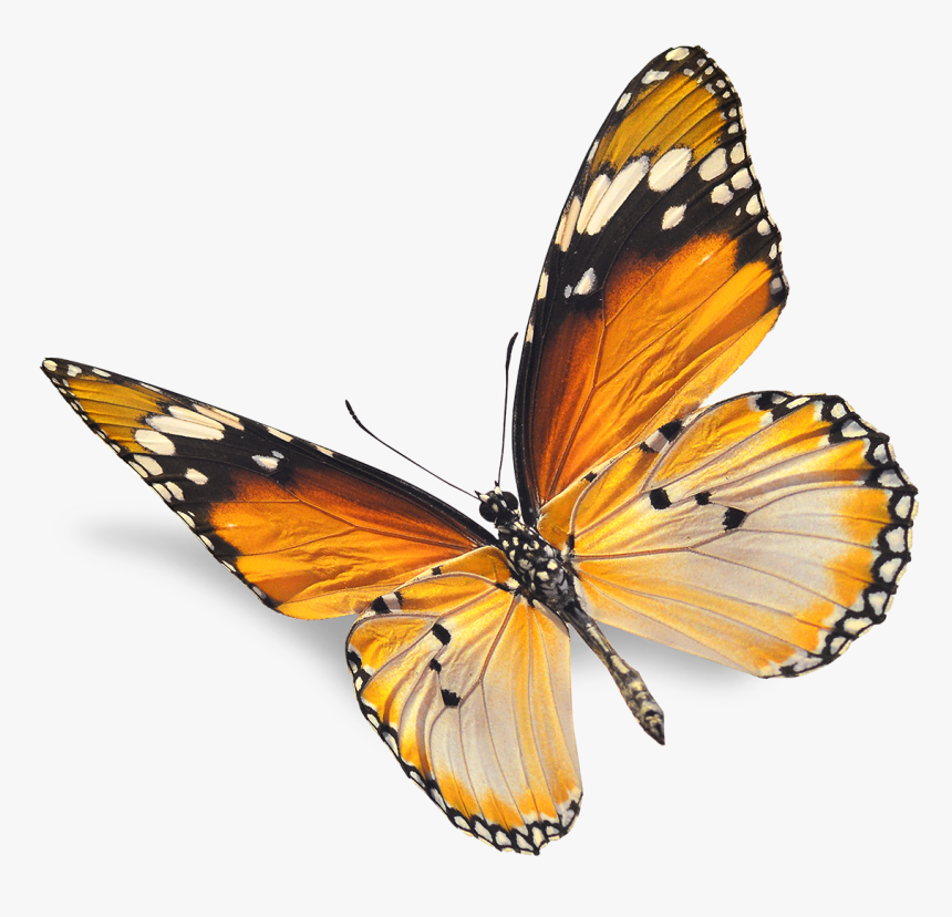 Real Butterfly Png - Monarch Butterfly Photograph Png, Transparent Png, Free Download