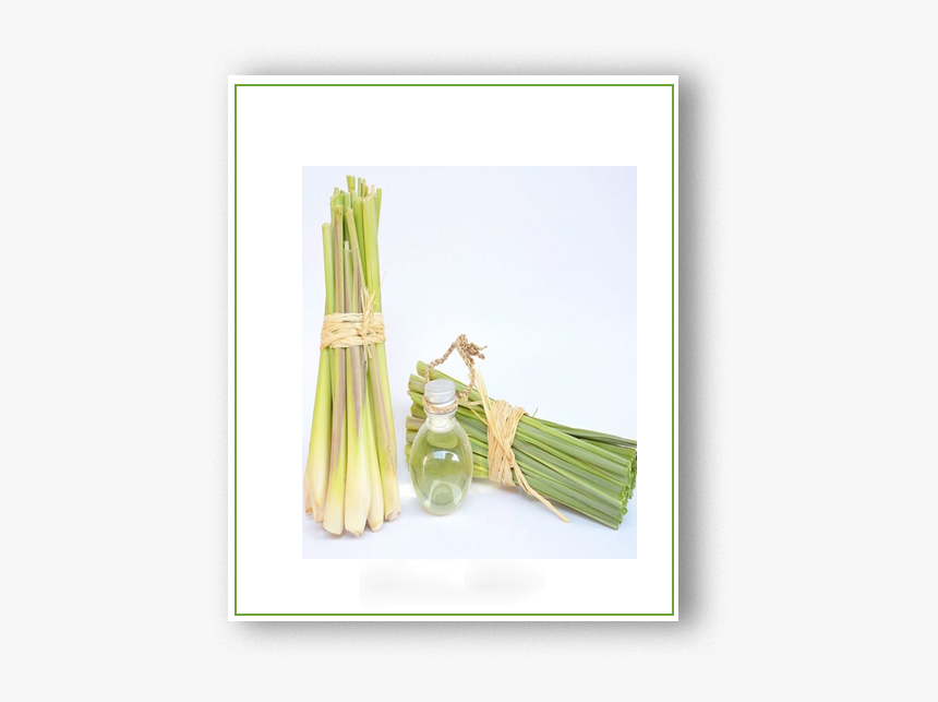 Leek, HD Png Download, Free Download