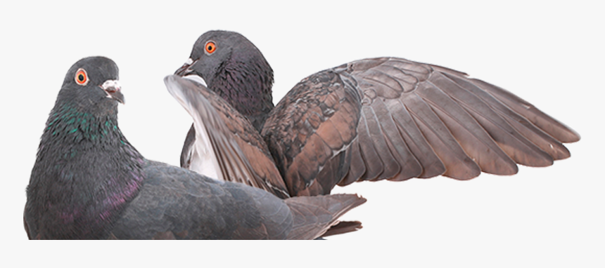 8 Palomas - Rock Dove, HD Png Download, Free Download