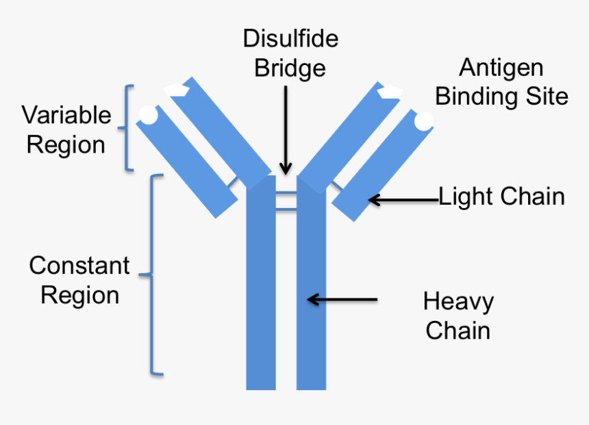 Antibody Labeled , Png Download - Conjugated Antibody Png, Transparent Png, Free Download