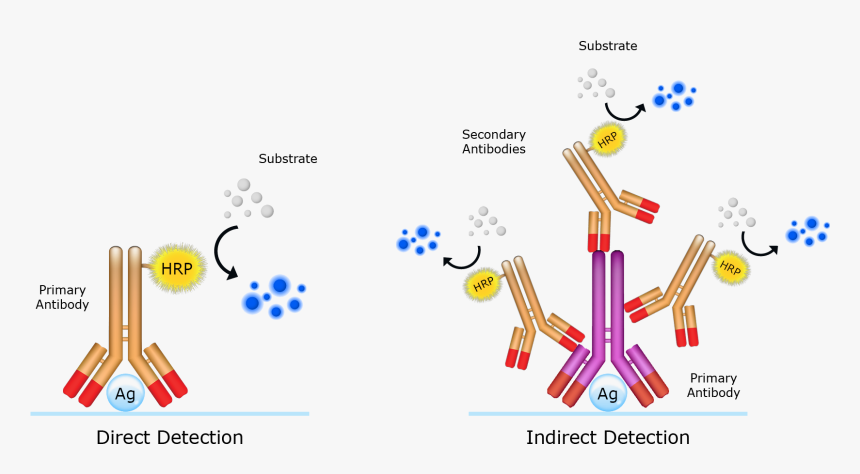 Elisa Secondary Antibody Goat Anti Mouse Alkaline Phosphatase, HD Png ...