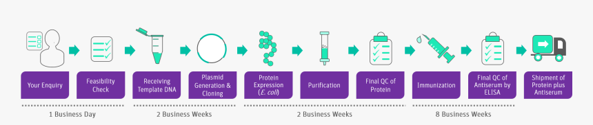 Expression Of Recombinant Proteins In E Coli, HD Png Download, Free Download