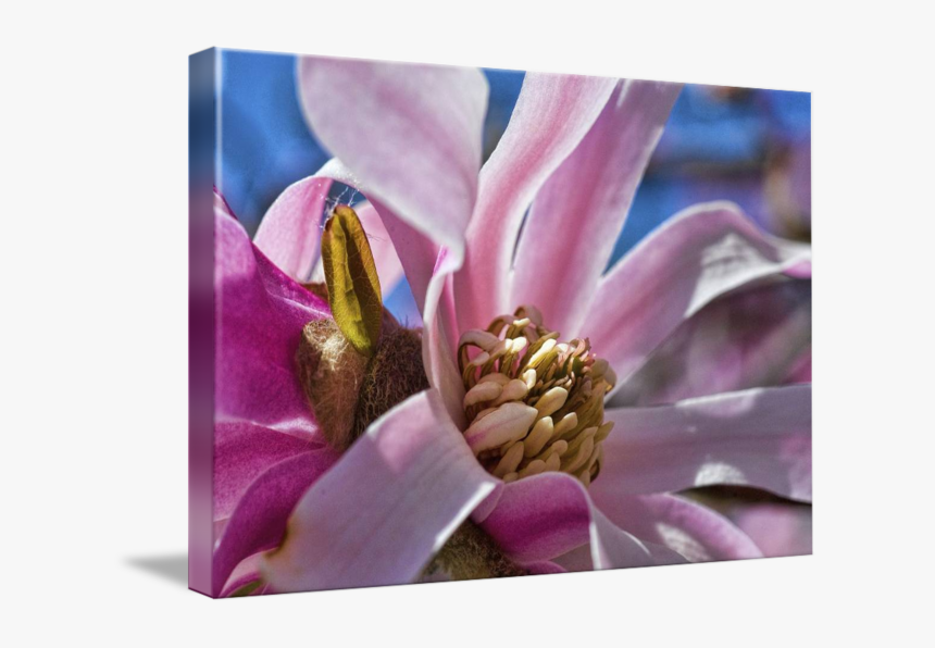 Blossom By Paul Coco - Magnolia, HD Png Download, Free Download