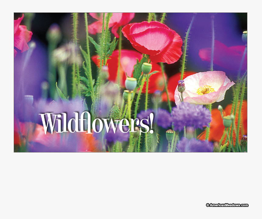 Wildflowers Seed Postcard - Geissorhiza, HD Png Download, Free Download