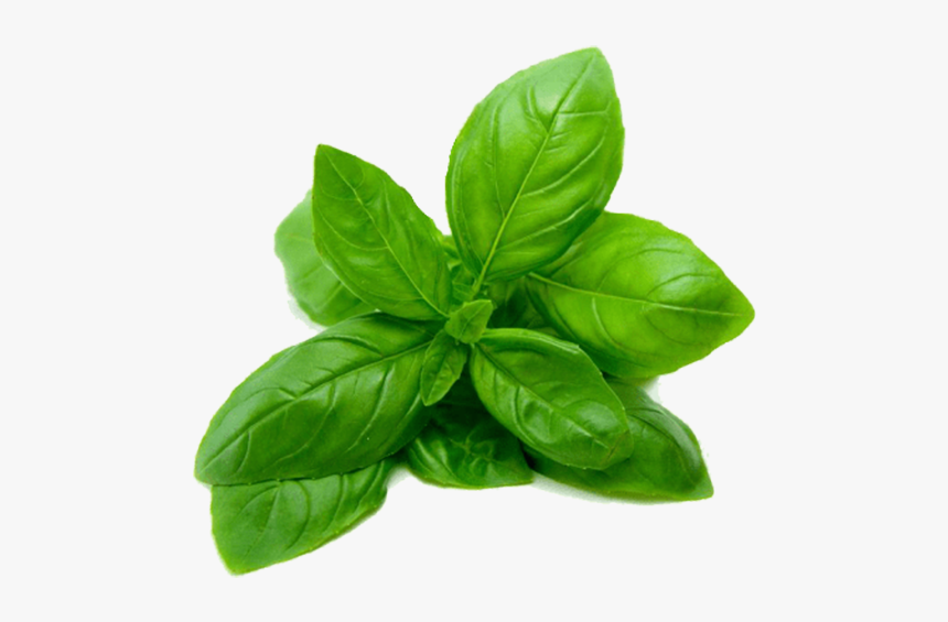 Transparent Basil Leaves Png, Png Download, Free Download