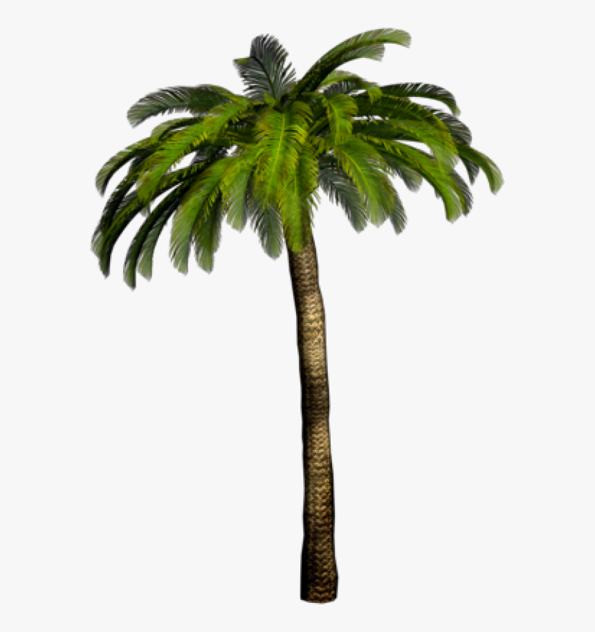 Palmtree Png Free Download - Palmera Sin Fondo Png, Transparent Png, Free Download